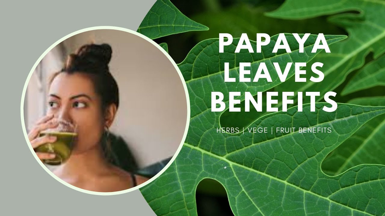 Papaya leaves benefits YouTube