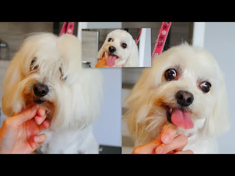 Maltese Full Grooming Video in Steps