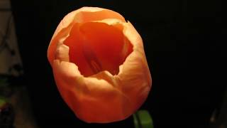 Tulip opening and closing time lapse