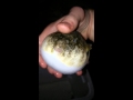 Pufferfish making sounds