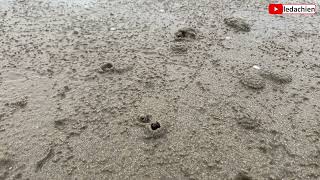 Dã Tràng Xe Cát Xây Tổ Ở Bờ Biển Sand Bubbler Crab