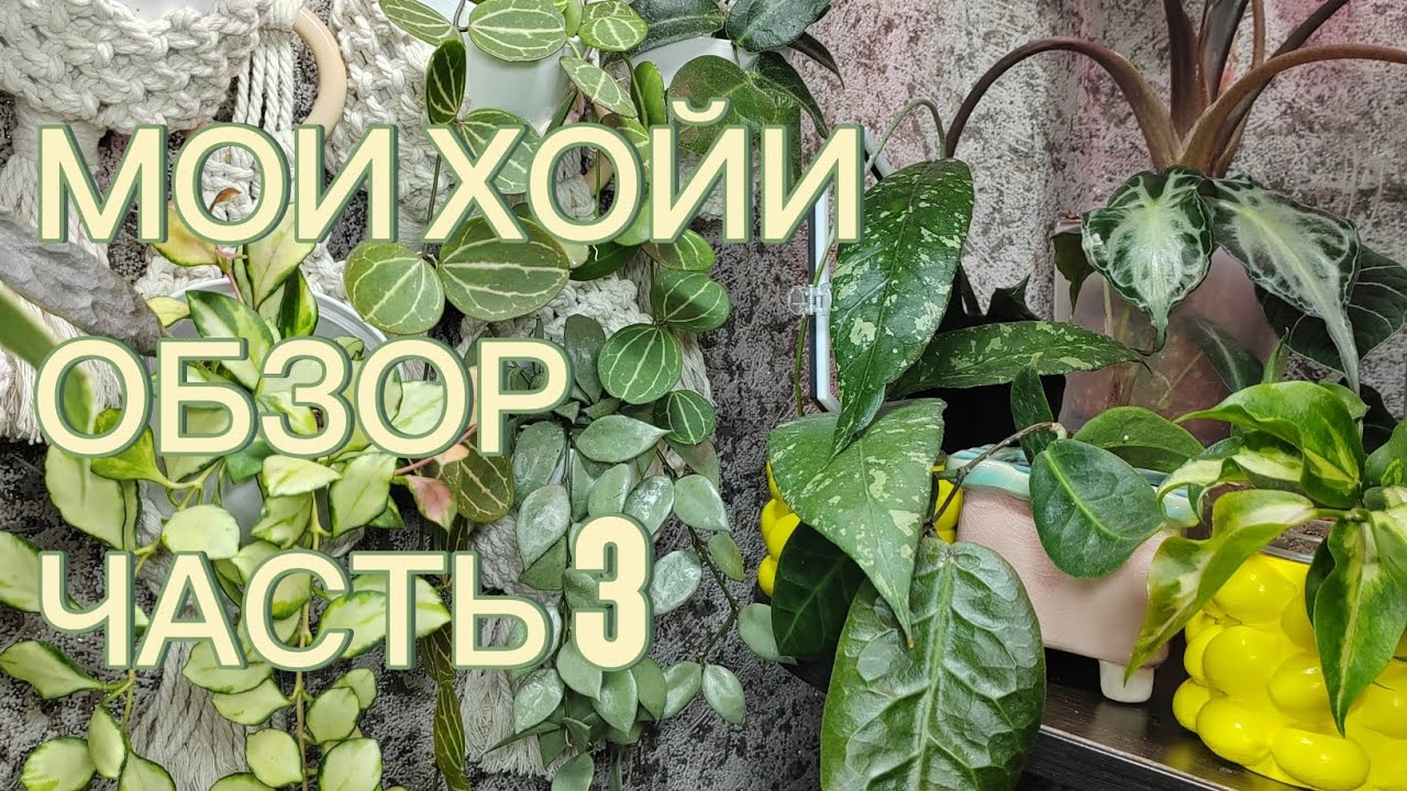 Мои хойи | Обзор коллекции | Часть 3 