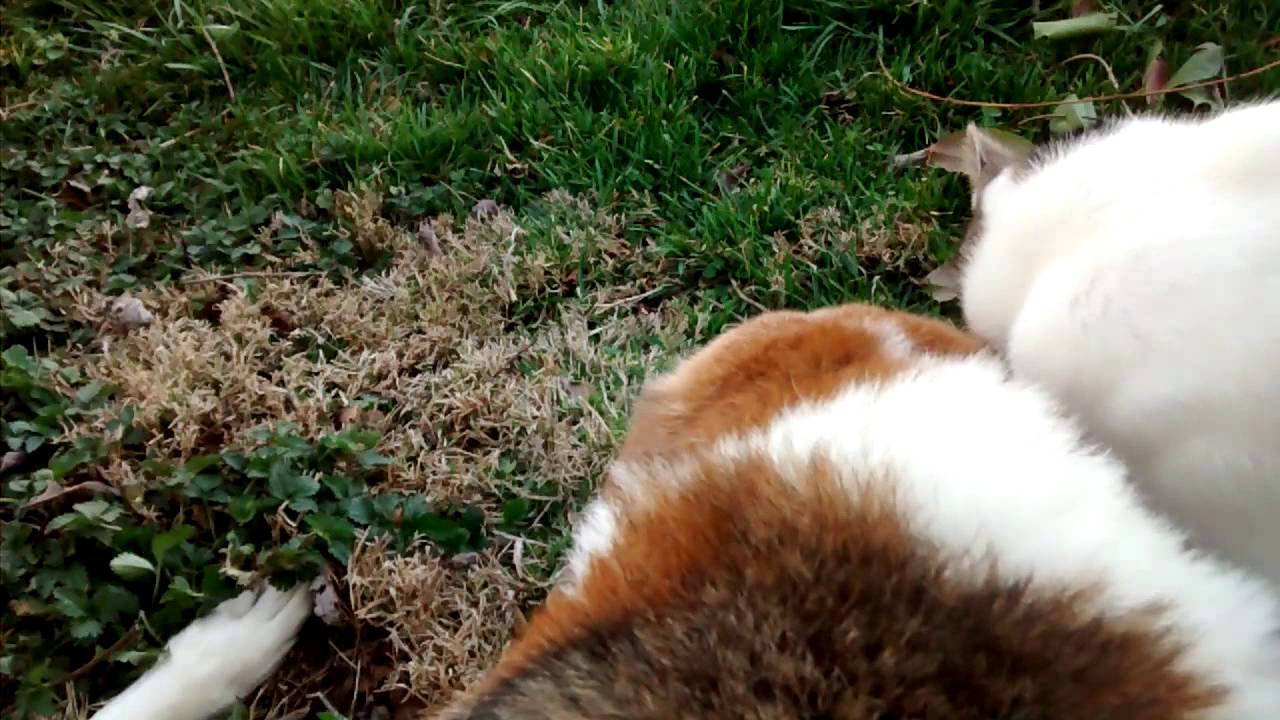 Cat licking dog's ear YouTube