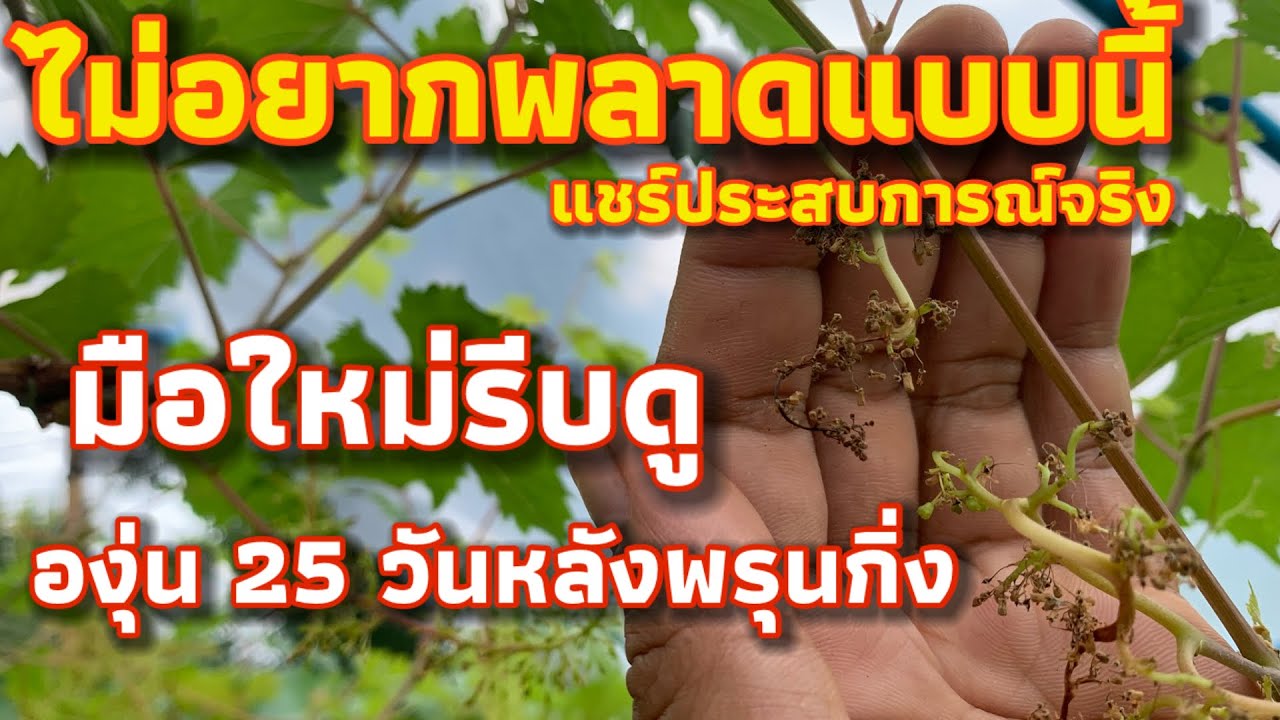 องุ่น 25วันหลังพรุนกิ่ง พร้อมแชร์ประสบการณ์จริง ของการทำองุ่นแบบรีบๆ มือใหม่ต้องรู้ #4k