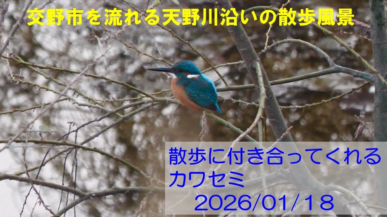 交野市を流れる天野川沿いの散歩風景＿散歩に付き合ってくれるカワセミ　 2026/01/18