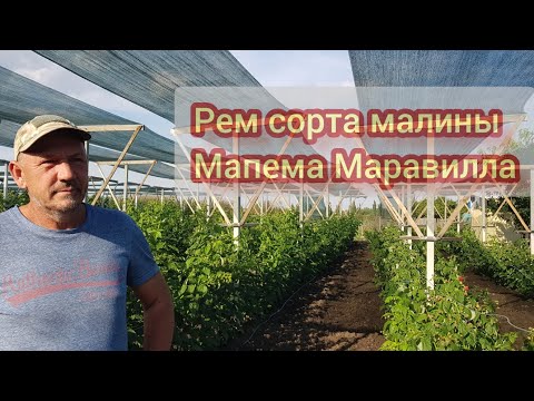Мапема и Маравилла  первое плодоношение и развитие кустов, дробная посадка осень и весна