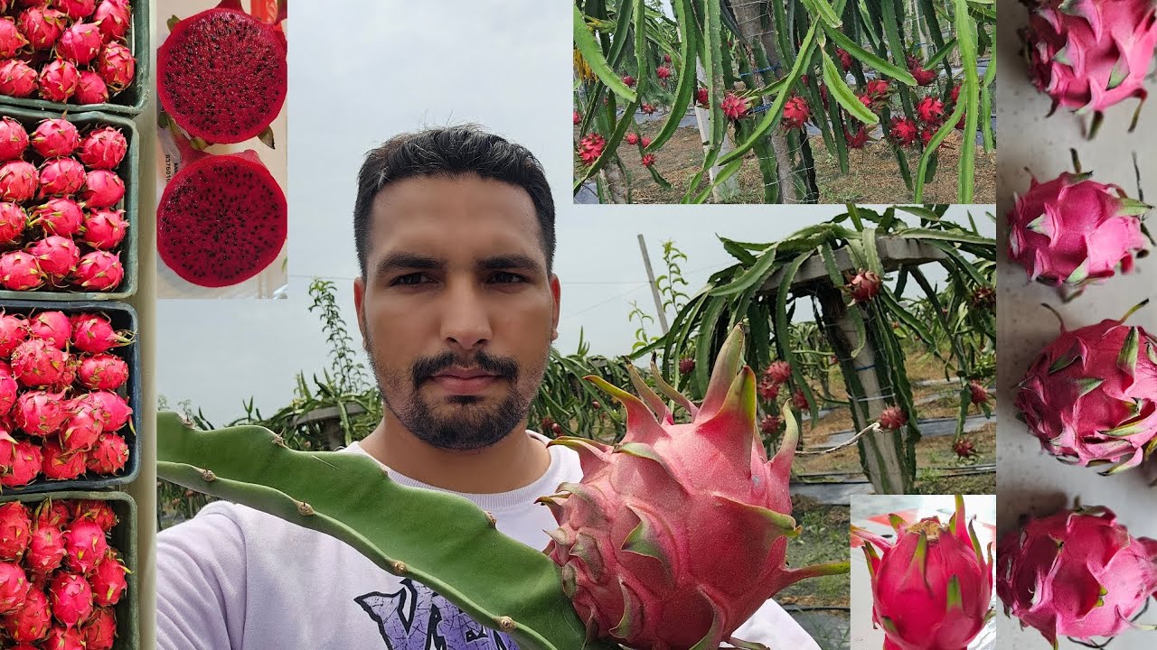 Dragon fruit Farming,Best quality dragon fruit,high production varieties,Red dragon ,big size dragon