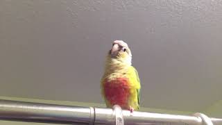 Cute Chubby Green Check Conure Making Sounds In The Shower