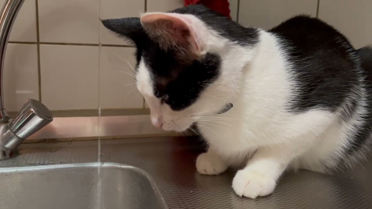 Kissanelämää 5 - kissat Jip ja Janneke syyskesällä 2024