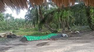 Asam Pedas Ikan Rebus Kangkung