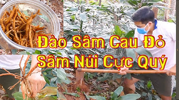 Cận Cảnh Đào Khai Thác Sâm Cau Đỏ - Sâm Núi Cực Quý