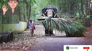 Elephant May Sri Lankan Video