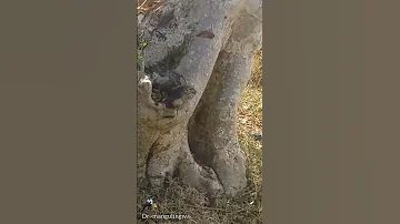 MKUYU Tibabya Chango Na Uzazi N K 