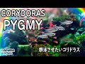 アクアリウム コリドラスピグミー50匹投入！群泳が楽しい！Corydoras pygmaeus pygmy