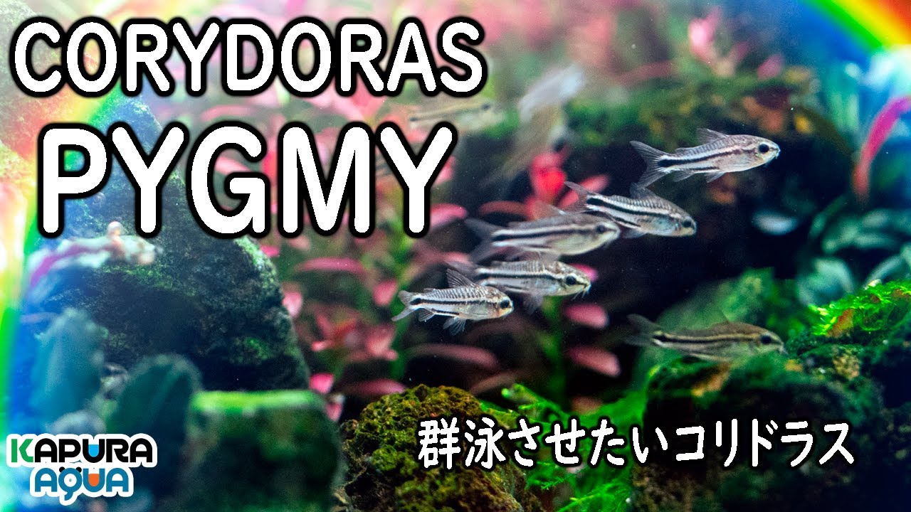 How To Keep An Aquarium Corydoras Pygmaeus Pygmy 50 Animals Are Fun To Swim In A Group Youtube