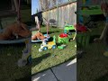 Lukie at the backyard playing