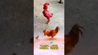 cute chick vs rooster 🐓 #youtubeshorts #youtube #alnoortiktok #ytshor