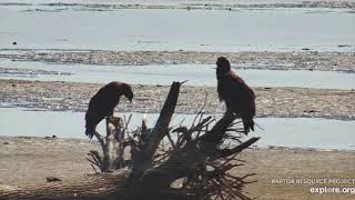 Mississippi Flyway Cam~Juvenile Bald Eagles, Cranes, Geese \& More