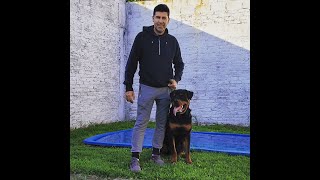 Rottweiler Ragnar, paseando sin correa, guiado por Adrián
