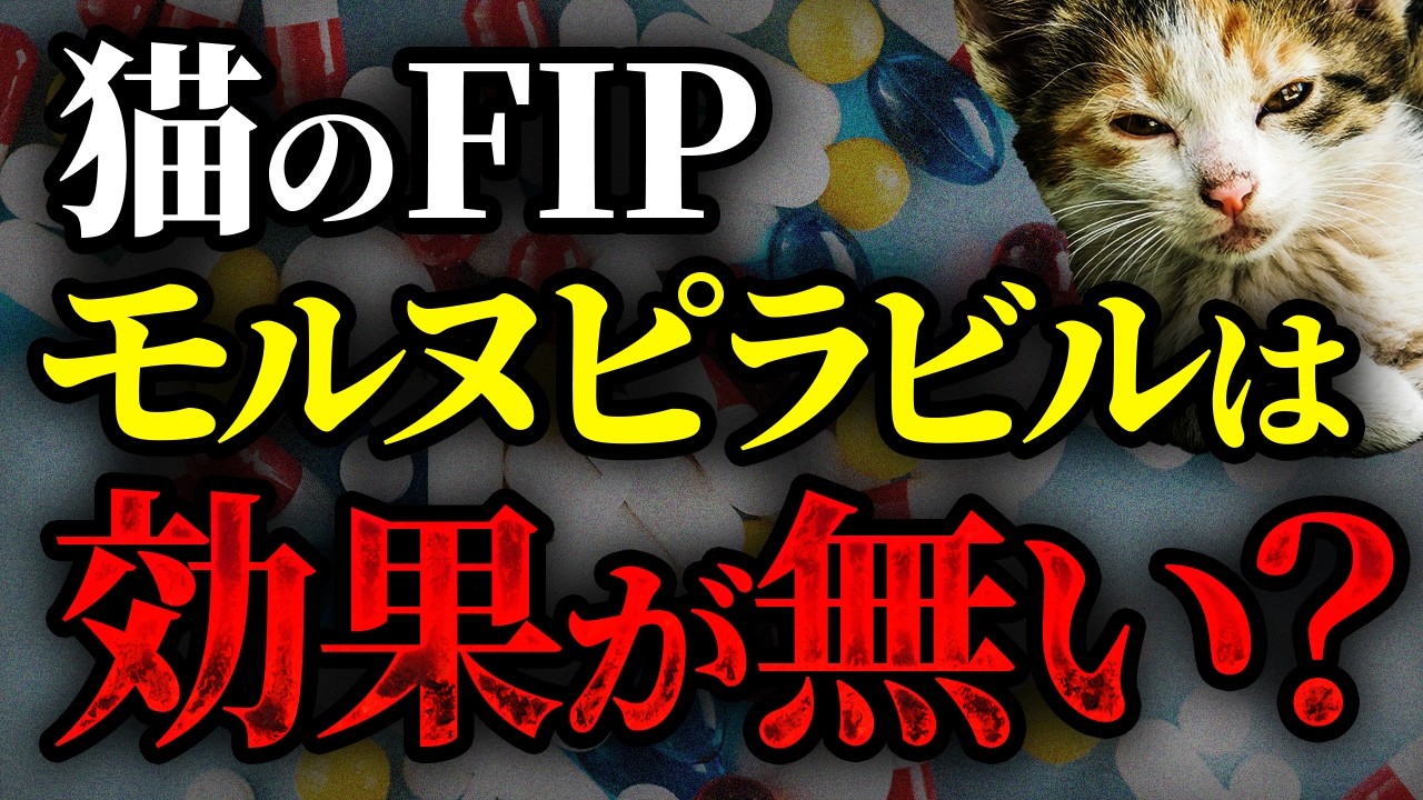 モルヌピラビルは猫のFIPに有効？費用や適切な投与方法についても解説