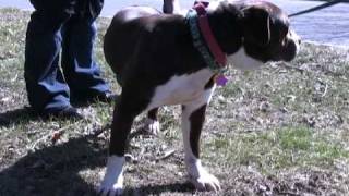 Wdhas Rock N Ruff With Milkbone