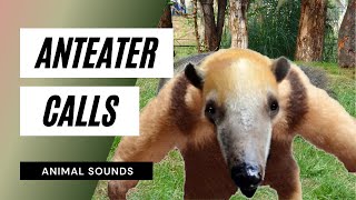 The Animal Sounds Anteater Calls Sound Effect Animation