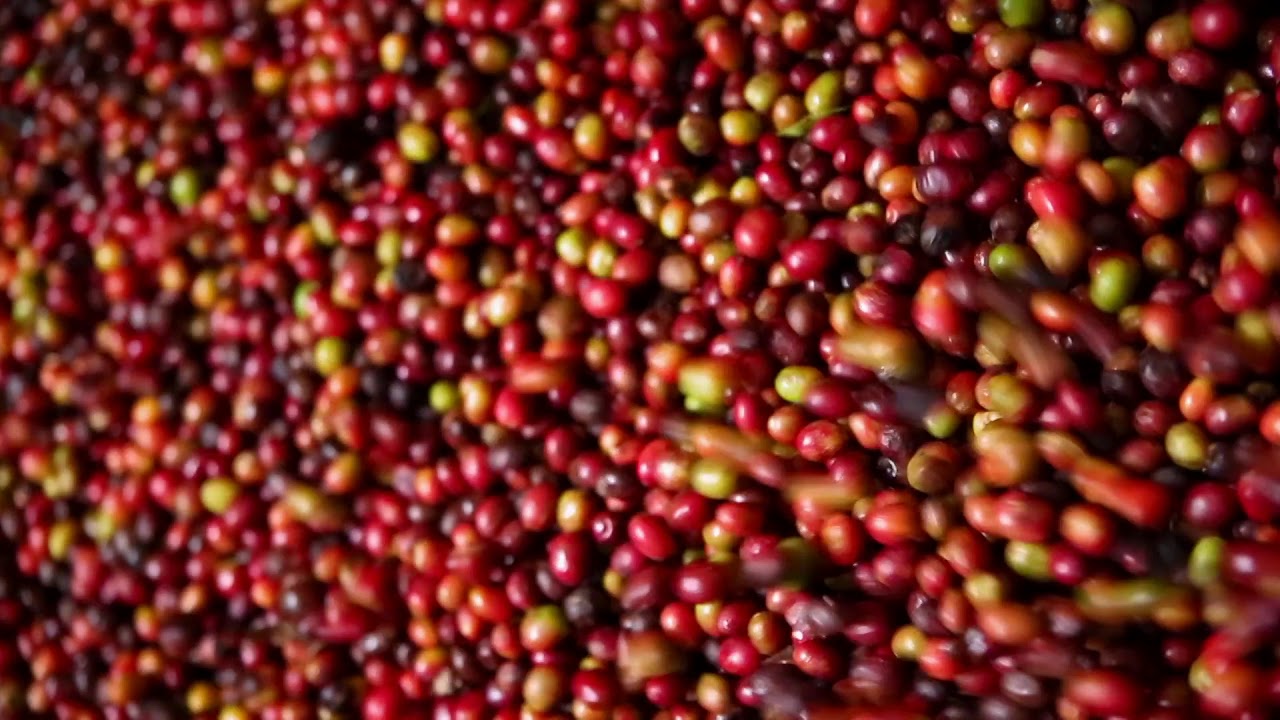 Westrock® Coffee Company Brand Story YouTube