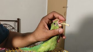 Mistakenly Feeding Pipe Drop in Parrot Mouth | Urdu / Hindi | PBI Official screenshot 5