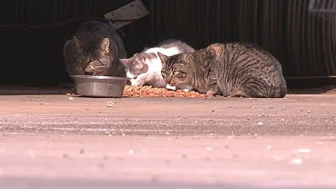 How volunteers are helping the feral cat population in Northeast Ohio: Medina Meow Fix
