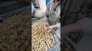 village desi fal 😋testing vlog #short #walivlogwala #fruit