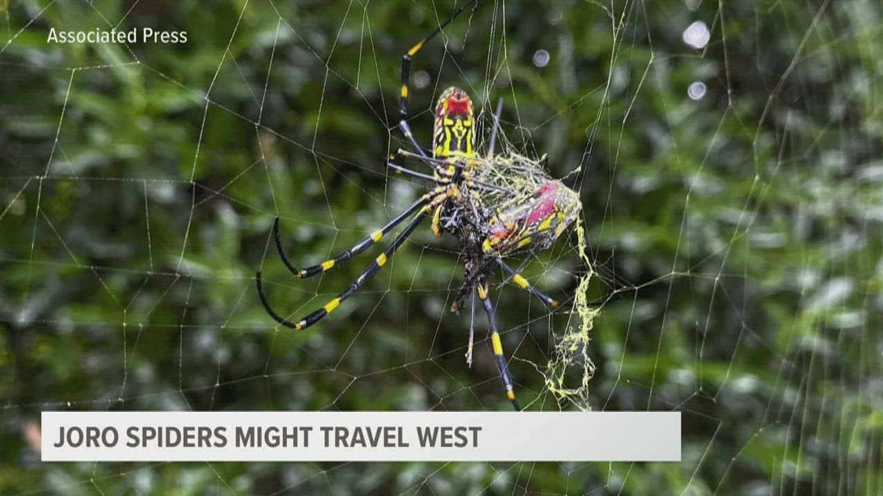 Joro spiders could travel west to Michigan