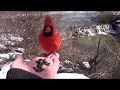 Cardinal Hand Feeding  HQ HD