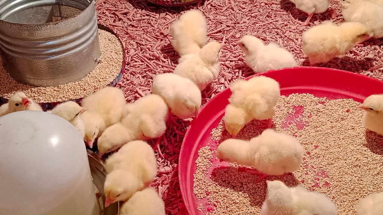 اول يوم استقبال الكتاكيت بطريقة صحيحة لازم تبدئي صح وتاخدي اوزان عاليا 👍🐔