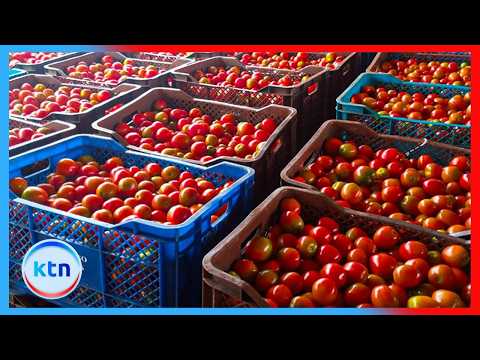 Kimana Tomato Farmers Lose Up to KSh 13 Million as Produce Goes to Waste