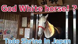 Tado Shrine there are God's White horse! ? In Japan