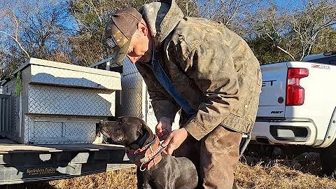 Wild Hog Dog Hunting with Hard Core Hog Dogs Pt1 Wild TV Version Ep10 S10 4K