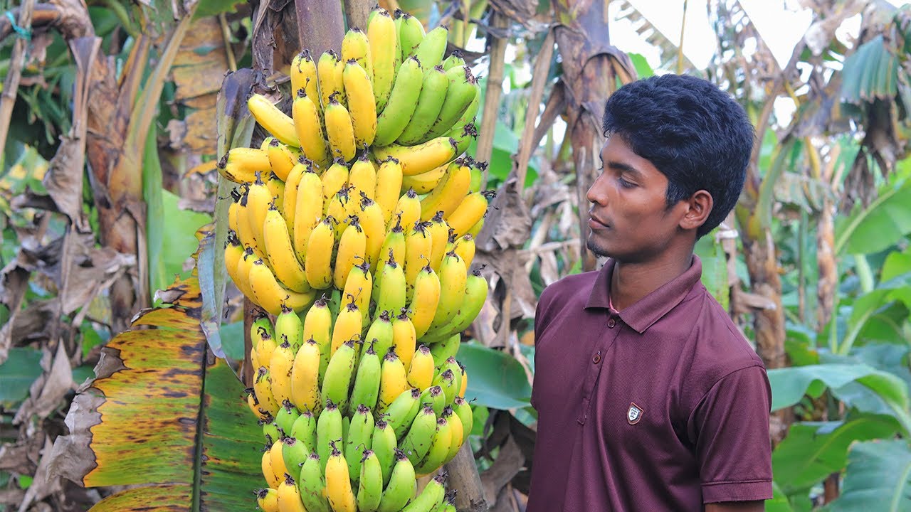 Ripe Banana Picking From Banana Garden (Part 7) Awesome Fruit Picking