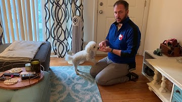 Stopping Olivia From Barking at the Doorbell