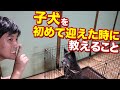 子犬を初めて迎えた時に教えること。トイレ、食事、トイレ、ハウス、ケージ、お散歩など