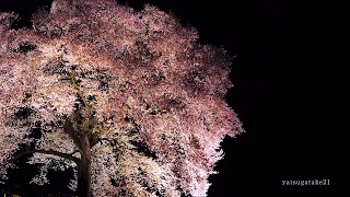 夜桜見 mqdefault.jpg