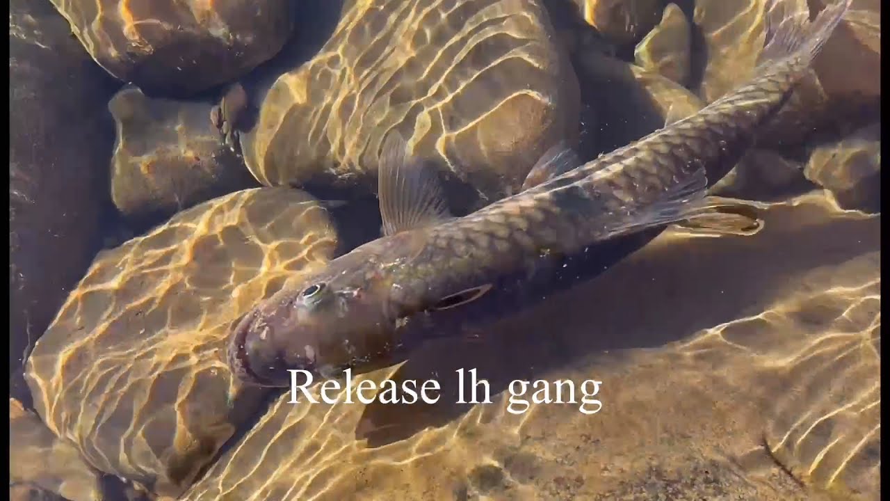 CATCH and RELEASE, lure pun ikutan direlease 🔥