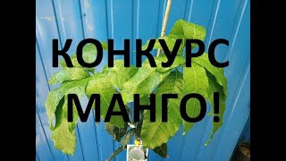 Конкурс - манго от Цитрусовых Маньяков!