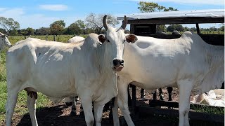 Rodeio na Maternidade das Vacas Paridas - Berro do Boi