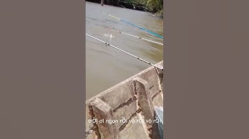 về miền tây bắt cá ngát. mồi tép siêu nhạy
