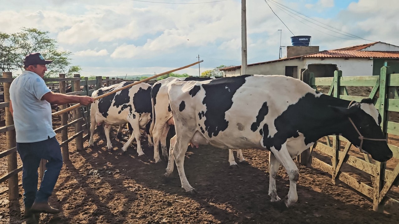 VACAS JÁ DANDO 30 KG DE LEITE POR DIA, FAZENDA ZÉ DE DANDA!!