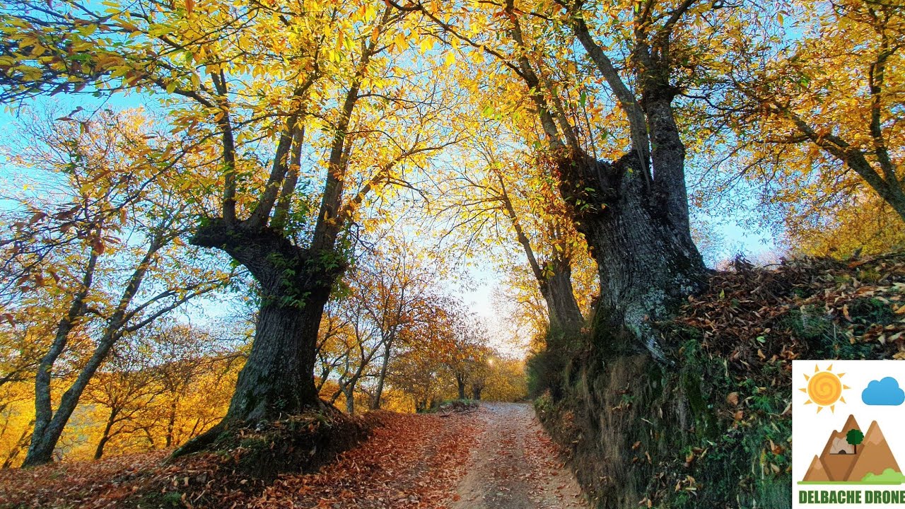 EL BOSQUE DE COBRE - PUJERRA - MÁLAGA
