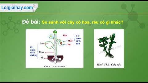 So sánh cây có hoa rêu có gì khác năm 2024