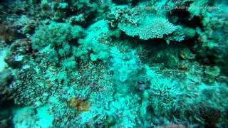 Dive at K2, Gili Banta, Indonesia (Part of the club trip to Komodo in August 2012)