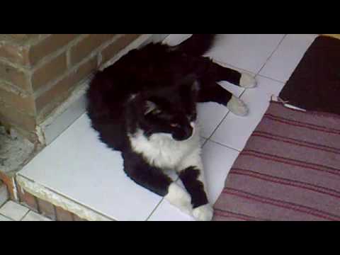 Vídeo: Gato E Brownie - Visão Alternativa