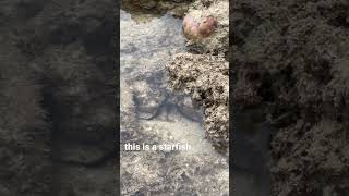 This Is What A Starfish In Its Early Development Stage Looks Like